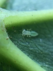 Psocodea