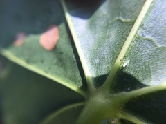 Psocodea
