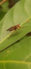 Thecomyia