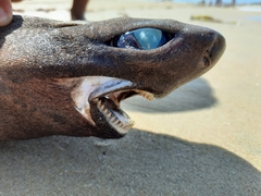 Scymnodon ringens