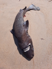 Scymnodon ringens