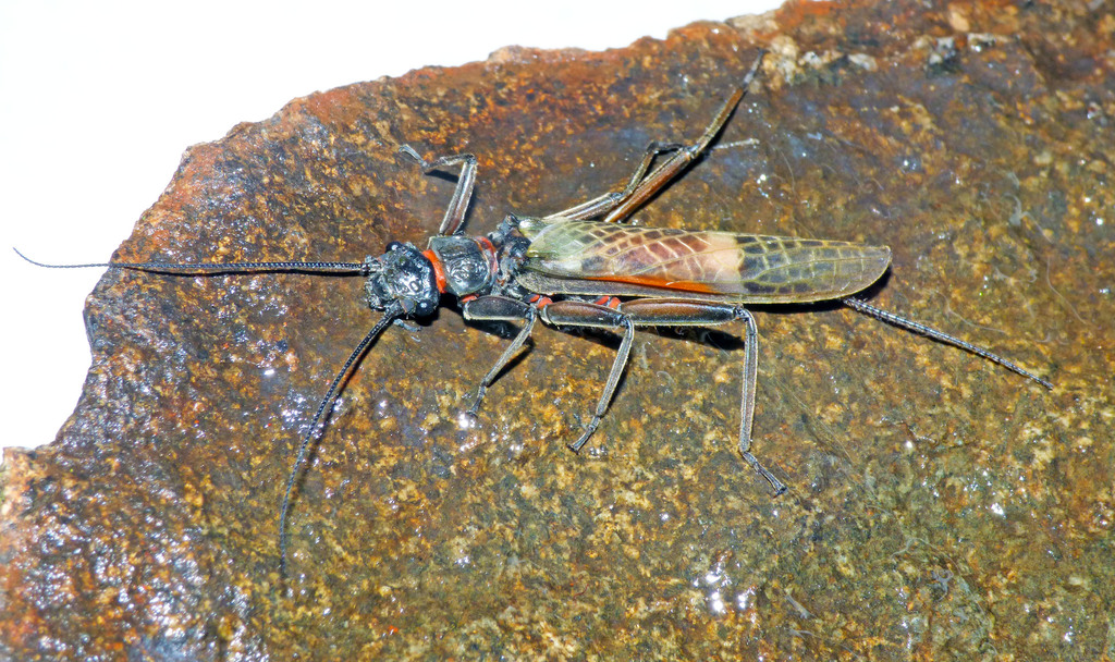 Eusthenia reticulata