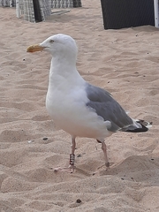 Larus argentatus