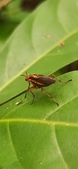 Thecomyia