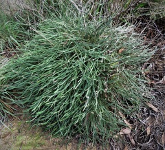 Banksia dallanneyi