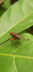 Thecomyia