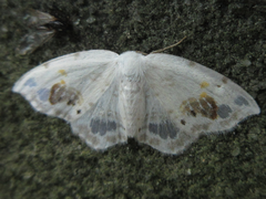 Auzata nigrata