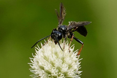 Isodontia auripes
