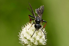Isodontia auripes