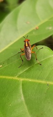 Thecomyia