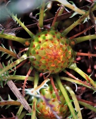 Banksia dallanneyi