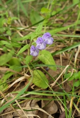 Scutellaria galericulata