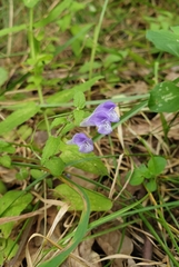 Scutellaria galericulata