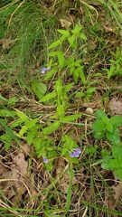 Scutellaria galericulata