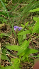 Scutellaria galericulata