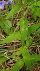 Scutellaria galericulata