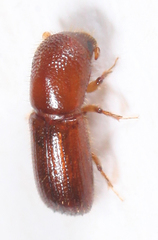 Xyleborus pubescens