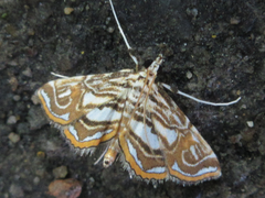 Paracymoriza prodigalis