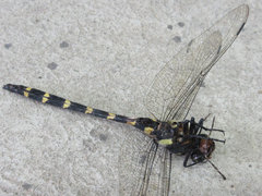 Anotogaster sieboldii