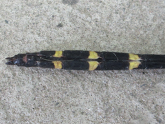 Anotogaster sieboldii