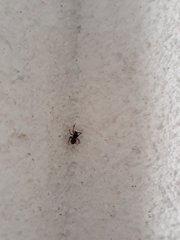 Araneae