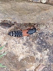 Platydracus stercorarius