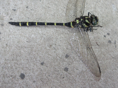 Anotogaster sieboldii