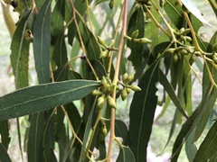 Eucalyptus viminalis cygnetensis