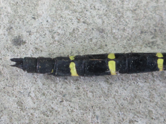 Anotogaster sieboldii