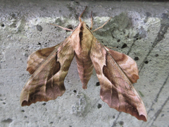 Phyllosphingia dissimilis