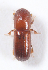 Xyleborus pubescens