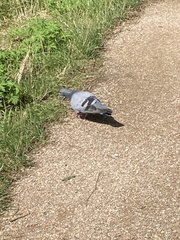 Columba livia domestica