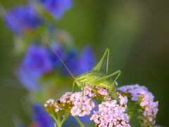 Poecilimon intermedius