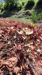 Reynoutria × bohemica