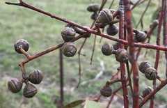 Eucalyptus viminalis cygnetensis