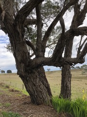 Eucalyptus viminalis cygnetensis