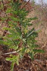 Vachellia