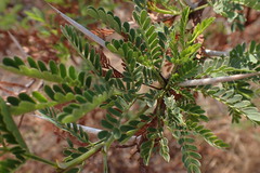 Vachellia