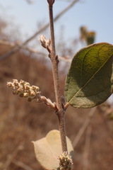 Combretum molle