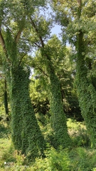 Parthenocissus inserta