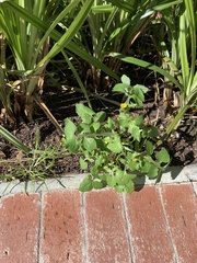 Sonchus oleraceus