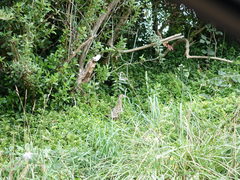 Phasianus colchicus torquatus