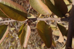 Ximenia americana