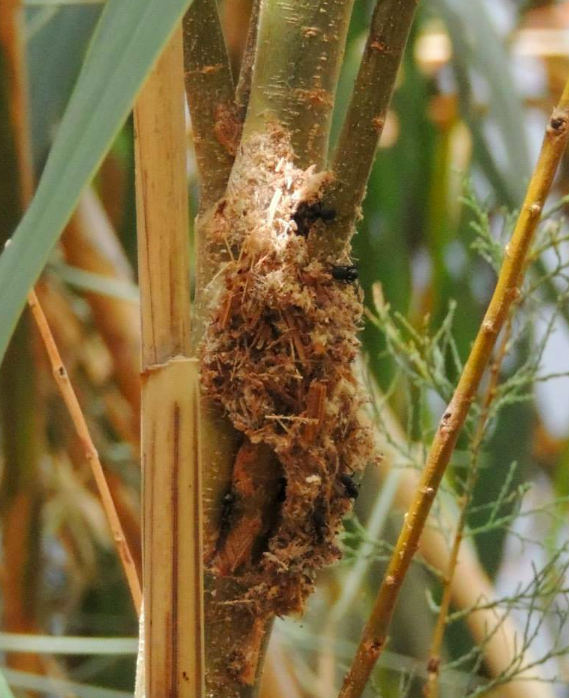 Polyrhachis palaearctica