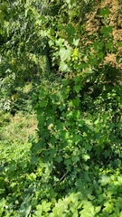 Echinocystis lobata