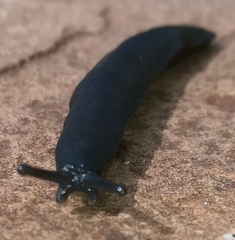 Belocaulus angustipes