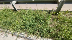 Echinochloa crus-galli