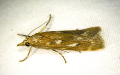 Occidentalia comptulatalis
