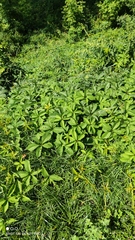 Parthenocissus inserta