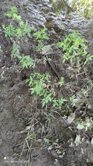 Bidens frondosa